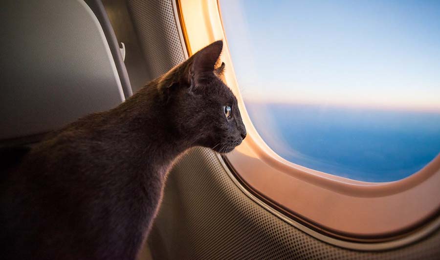 Flying with Your Pet