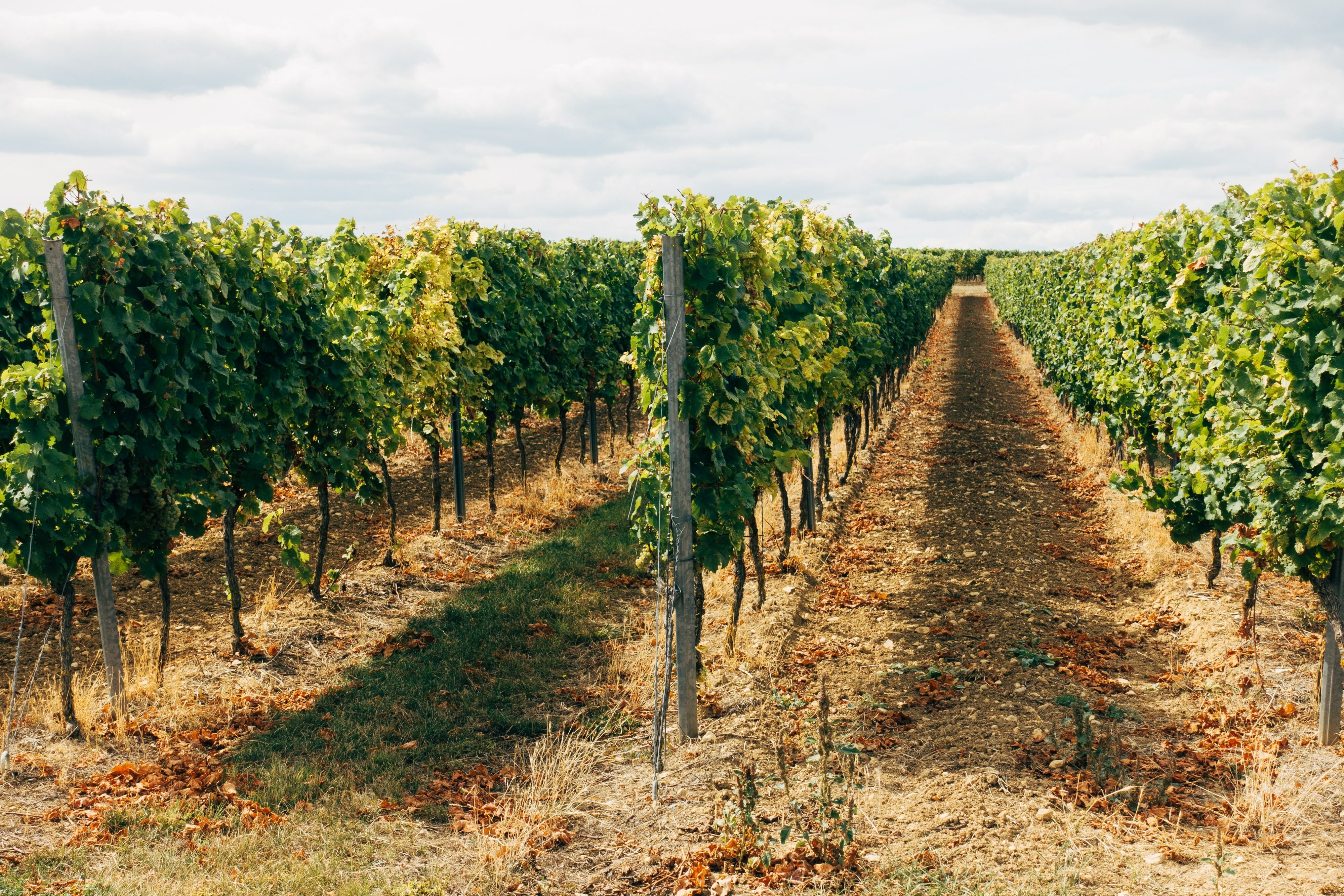 Guide to Long Island Wine Country