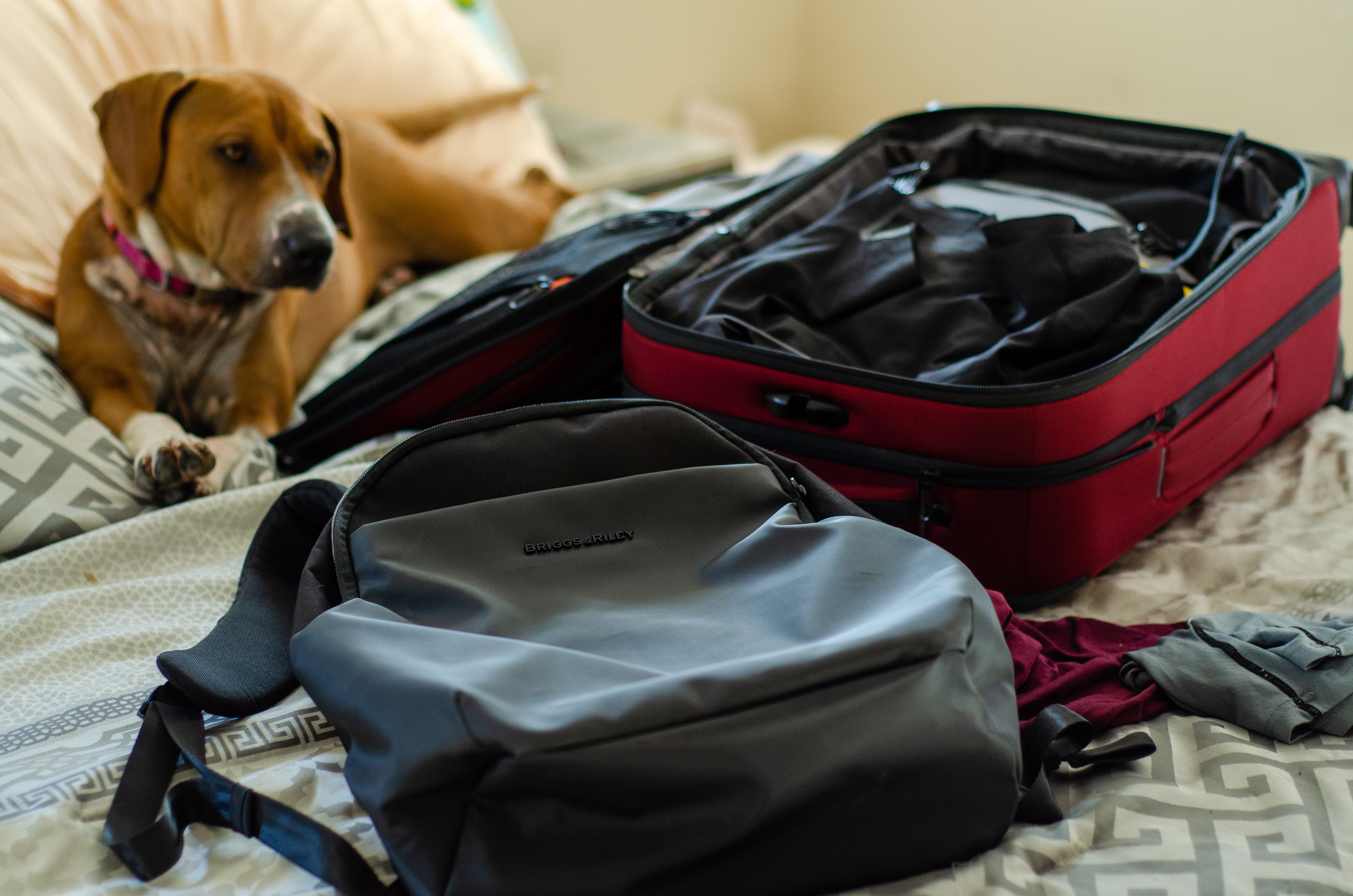 16 Tips for Traveling with Your Pet: Road Trip Edition